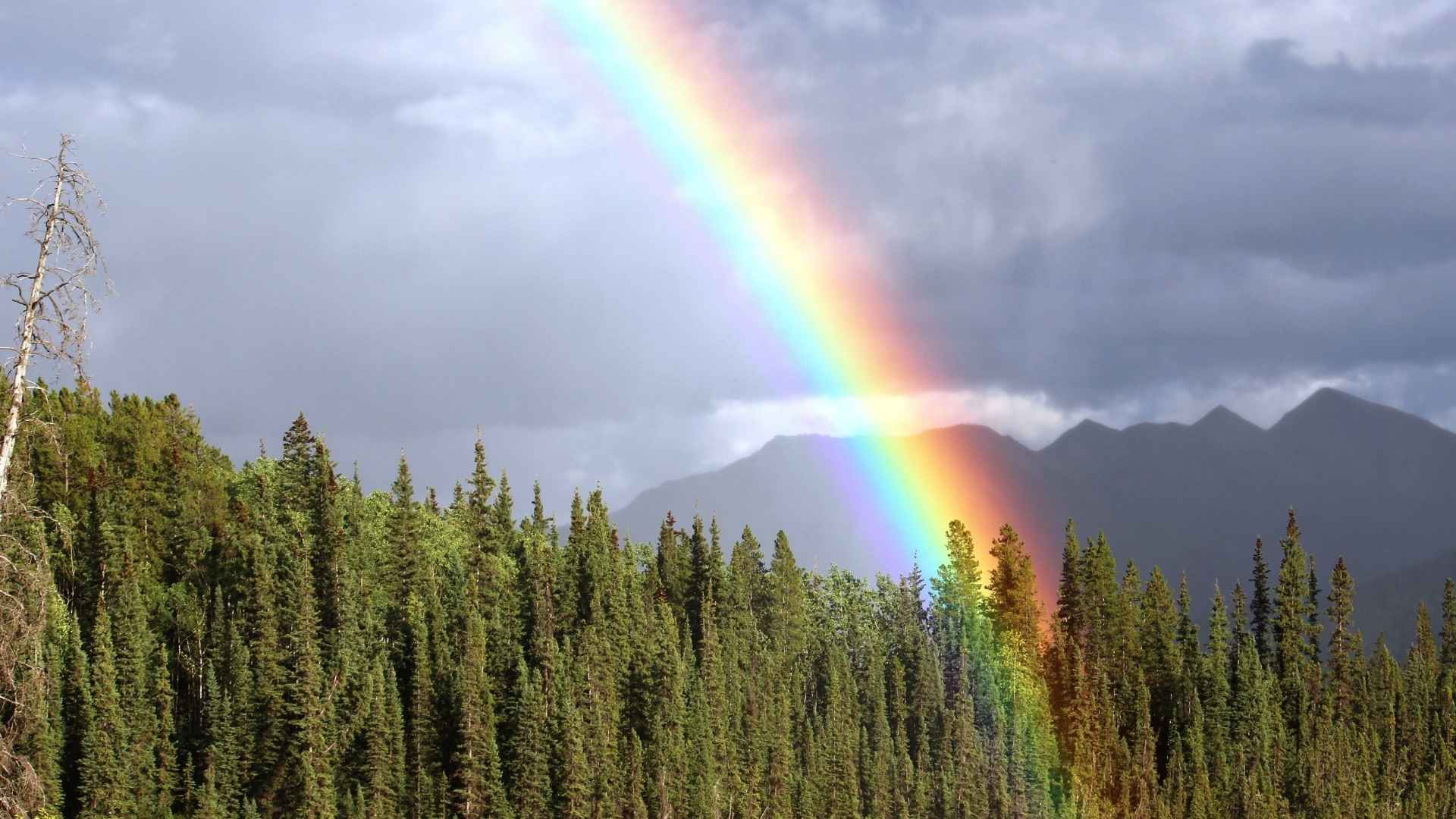 LGBTQ+ Counselling in Coquitlam, BC